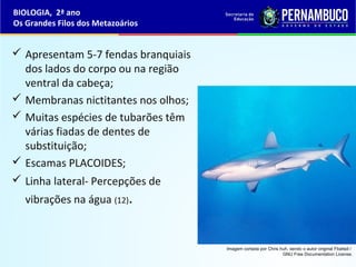  Apresentam 5-7 fendas branquiais
dos lados do corpo ou na região
ventral da cabeça;
 Membranas nictitantes nos olhos;
 Muitas espécies de tubarões têm
várias fiadas de dentes de
substituição;
 Escamas PLACOIDES;
 Linha lateral- Percepções de
vibrações na água (12).
BIOLOGIA, 2ª ano
Os Grandes Filos dos Metazoários
Imagem cortada por Chris huh, sendo o autor original Fbattail /
GNU Free Documentation License.
 