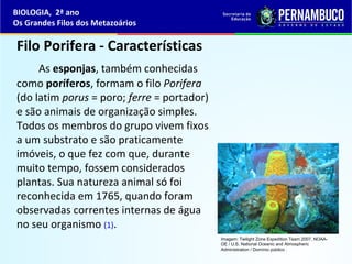 Filo Porifera - Características
As esponjas, também conhecidas
como poríferos, formam o filo Porifera
(do latim porus = poro; ferre = portador)
e são animais de organização simples.
Todos os membros do grupo vivem fixos
a um substrato e são praticamente
imóveis, o que fez com que, durante
muito tempo, fossem considerados
plantas. Sua natureza animal só foi
reconhecida em 1765, quando foram
observadas correntes internas de água
no seu organismo (1).
BIOLOGIA, 2ª ano
Os Grandes Filos dos Metazoários
Imagem: Twilight Zone Expedition Team 2007, NOAA-
OE / U.S. National Oceanic and Atmospheric
Administration / Domínio público .
 