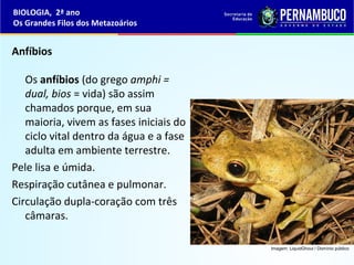 Anfíbios
Os anfíbios (do grego amphi =
dual, bios = vida) são assim
chamados porque, em sua
maioria, vivem as fases iniciais do
ciclo vital dentro da água e a fase
adulta em ambiente terrestre.
Pele lisa e úmida.
Respiração cutânea e pulmonar.
Circulação dupla-coração com três
câmaras.
BIOLOGIA, 2ª ano
Os Grandes Filos dos Metazoários
Imagem: LiquidGhoul / Domínio público
 
