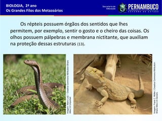 Os répteis possuem órgãos dos sentidos que lhes
permitem, por exemplo, sentir o gosto e o cheiro das coisas. Os
olhos possuem pálpebras e membrana nictitante, que auxiliam
na proteção dessas estruturas (13).
BIOLOGIA, 2ª ano
Os Grandes Filos dos Metazoários
Imagem:MarioLutz/CreativeCommonsAttribution-Share
Alike3.0Unported
Imagem:FrankC.Müller/CreativeCommonsAttribution-
ShareAlike2.5Generic
 