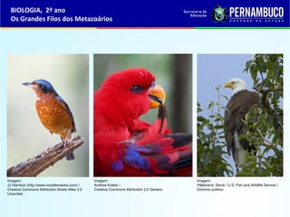 BIOLOGIA, 2ª ano
Os Grandes Filos dos Metazoários
Imagem:
JJ Harrison (http://www.noodlesnacks.com) /
Creative Commons Attribution-Share Alike 3.0
Unported.
Imagem:
Andrew Kraker /
Creative Commons Attribution 2.0 Generic
Imagem:
Hillebrand, Steve / U.S. Fish and Wildlife Service /
Domínio público
 