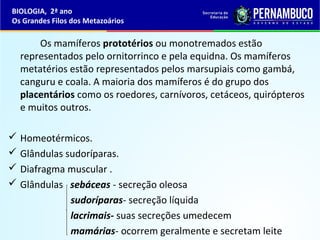 Os mamíferos prototérios ou monotremados estão
representados pelo ornitorrinco e pela equidna. Os mamíferos
metatérios estão representados pelos marsupiais como gambá,
canguru e coala. A maioria dos mamíferos é do grupo dos
placentários como os roedores, carnívoros, cetáceos, quirópteros
e muitos outros.
 Homeotérmicos.
 Glândulas sudoríparas.
 Diafragma muscular .
 Glândulas sebáceas - secreção oleosa
sudoríparas- secreção líquida
lacrimais- suas secreções umedecem
mamárias- ocorrem geralmente e secretam leite
BIOLOGIA, 2ª ano
Os Grandes Filos dos Metazoários
 