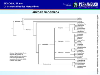 ÁRVORE FILOGÊNICA
BIOLOGIA, 2ª ano
Os Grandes Filos dos Metazoários
Imagem:Adaptadodehttp://www.uam.es/personal_pdi/ciencias/egb/filos2.jpg&ir
 
