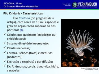 Filo Cnidaria - Características
Filo Cnidaria (do grego knide =
urtiga), com cerca de 10 mil espécies e
grau de organização superior ao dos
poríferos (3).
 Células que queimam (cnidócitos ou
cnidoblastos);
 Sistema digestório incompleto;
 Células nervosas;
 Formas- Pólipos (fixos) e medusas
(nadantes);
 Excreção e respiração por difusão;
 Ex: Anêmonas, corais, água-viva, hidra,
caravelas.
BIOLOGIA, 2ª ano
Os Grandes Filos dos Metazoários
Imagem: Nhobgood /GNU Free
Documentation License.
 