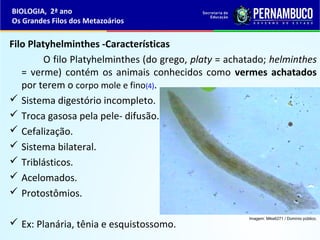 Filo Platyhelminthes -Características
O filo Platyhelminthes (do grego, platy = achatado; helminthes
= verme) contém os animais conhecidos como vermes achatados
por terem o corpo mole e fino(4).
 Sistema digestório incompleto.
 Troca gasosa pela pele- difusão.
 Cefalização.
 Sistema bilateral.
 Triblásticos.
 Acelomados.
 Protostômios.
 Ex: Planária, tênia e esquistossomo.
BIOLOGIA, 2ª ano
Os Grandes Filos dos Metazoários
Imagem: Mike6271 / Domínio público.
 