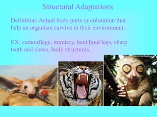 adaptation - characteristics of life. types of adaptation | PPT