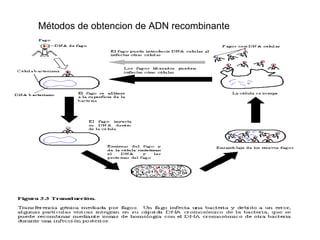   Métodos de obtencion de ADN recombinante 