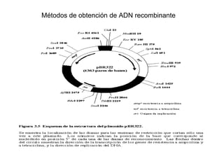 Métodos de obtención de ADN recombinante 