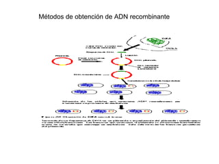Métodos de obtención de ADN recombinante 