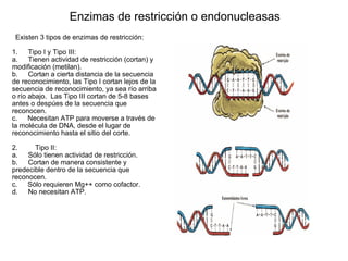 Enzimas de restricción o endonucleasas    Existen 3 tipos de enzimas de restricción:    1.        Tipo I y Tipo III: a.        Tienen actividad de restricción (cortan) y modificación (metilan). b.        Cortan a cierta distancia de la secuencia de reconocimiento, las Tipo I cortan lejos de la secuencia de reconocimiento, ya sea río arriba o río abajo.  Las Tipo III cortan de 5-8 bases antes o despúes de la secuencia que reconocen. c.        Necesitan ATP para moverse a través de la molécula de DNA, desde el lugar de reconocimiento hasta el sitio del corte.   2.         Tipo II: a.        Sólo tienen actividad de restricción. b.        Cortan de manera consistente y predecible dentro de la secuencia que reconocen. c.        Sólo requieren Mg++ como cofactor. d.        No necesitan ATP. 