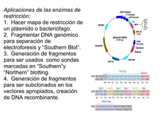 Aplicaciones de las enzimas de restricción:   1.        Hacer mapa de restricción de un plásmido o bacteriófago. 2.        Fragmentar DNA genómico para separación de electroforesis y “Southern Blot”. 3.        Generación de fragmentos para ser usados  como sondas marcadas en “Southern”y “Northern” blotting. 4.        Generación de fragmentos para ser subclonados en los vectores apropiados, creación de DNA recombinante. 