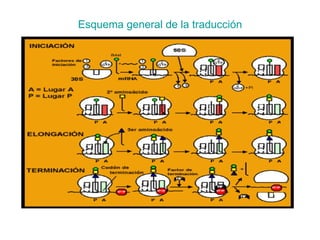 Esquema general de la traducción 