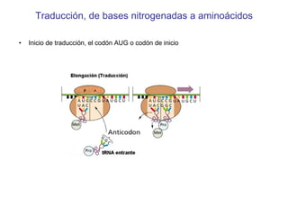 Traducción, de bases nitrogenadas a aminoácidos Inicio de traducción, el codón AUG o codón de inicio 