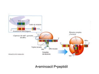 A•aminoacil P•peptidil 