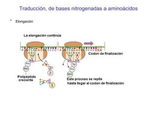 Traducción, de bases nitrogenadas a aminoácidos Elongación   