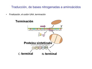 Traducción, de bases nitrogenadas a aminoácidos Finalización, el codón UAA, terminación  
