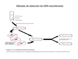 Metodos de obtencion de ADN recombinante  