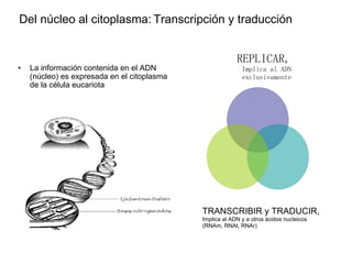 Del núcleo al citoplasma:   Transcripción y traducción ,[object Object],REPLICAR,  Implica al ADN exclusivamente TRANSCRIBIR y TRADUCIR,  Implica al ADN y a otros ácidos nucleicos  (RNAm, RNAt, RNAr) 