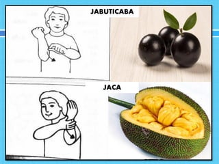 JABUTICABA
JACA
 