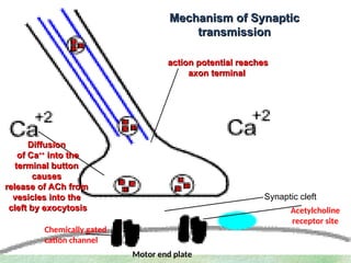 43442646-Phys-of-Synapse POWER POINT PRESENTATION | PPT