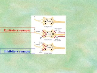 43442646-Phys-of-Synapse POWER POINT PRESENTATION | PPT