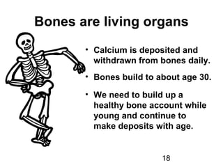 18
Bones are living organs
• Calcium is deposited and
withdrawn from bones daily.
• Bones build to about age 30.
• We need to build up a
healthy bone account while
young and continue to
make deposits with age.
 