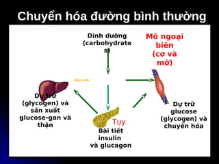 Chuyển hóa đường bình thường
Chuyển hóa đường bình thường
Glucose
Gan
Mô ngoại
biên
(cơ và
mỡ)
Bài tiết
insulin
và glucagon
Dự trữ
(glycogen) và
sản xuất
glucose-gan và
thận Tụy
Dinh dưỡng
(carbohydrate
s)
Dự trữ
glucose
(glycogen) và
chuyển hóa
 