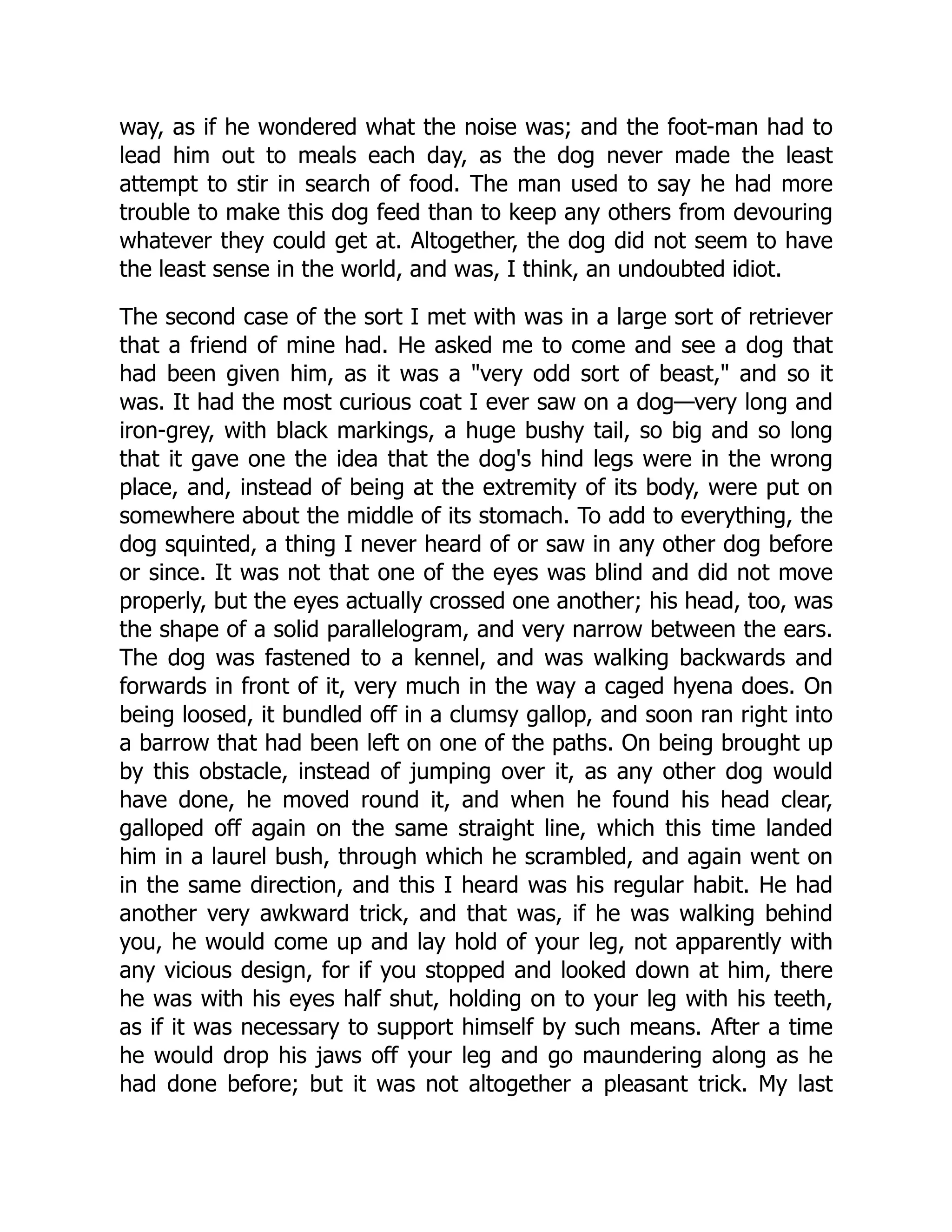 way, as if he wondered what the noise was; and the foot-man had to
lead him out to meals each day, as the dog never made the least
attempt to stir in search of food. The man used to say he had more
trouble to make this dog feed than to keep any others from devouring
whatever they could get at. Altogether, the dog did not seem to have
the least sense in the world, and was, I think, an undoubted idiot.
The second case of the sort I met with was in a large sort of retriever
that a friend of mine had. He asked me to come and see a dog that
had been given him, as it was a "very odd sort of beast," and so it
was. It had the most curious coat I ever saw on a dog—very long and
iron-grey, with black markings, a huge bushy tail, so big and so long
that it gave one the idea that the dog's hind legs were in the wrong
place, and, instead of being at the extremity of its body, were put on
somewhere about the middle of its stomach. To add to everything, the
dog squinted, a thing I never heard of or saw in any other dog before
or since. It was not that one of the eyes was blind and did not move
properly, but the eyes actually crossed one another; his head, too, was
the shape of a solid parallelogram, and very narrow between the ears.
The dog was fastened to a kennel, and was walking backwards and
forwards in front of it, very much in the way a caged hyena does. On
being loosed, it bundled off in a clumsy gallop, and soon ran right into
a barrow that had been left on one of the paths. On being brought up
by this obstacle, instead of jumping over it, as any other dog would
have done, he moved round it, and when he found his head clear,
galloped off again on the same straight line, which this time landed
him in a laurel bush, through which he scrambled, and again went on
in the same direction, and this I heard was his regular habit. He had
another very awkward trick, and that was, if he was walking behind
you, he would come up and lay hold of your leg, not apparently with
any vicious design, for if you stopped and looked down at him, there
he was with his eyes half shut, holding on to your leg with his teeth,
as if it was necessary to support himself by such means. After a time
he would drop his jaws off your leg and go maundering along as he
had done before; but it was not altogether a pleasant trick. My last
 