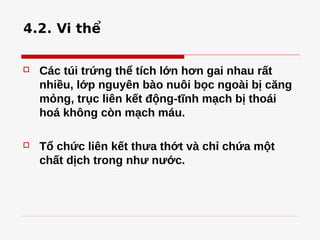 4.2. Vi thể
 Các túi trứng thể tích lớn hơn gai nhau rất
nhiều, lớp nguyên bào nuôi bọc ngoài bị căng
mỏng, trục liên kết động-tĩnh mạch bị thoái
hoá không còn mạch máu.
 Tổ chức liên kết thưa thớt và chỉ chứa một
chất dịch trong như nước.
 