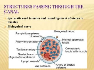 STRUCTURES PASSING THROUGH THE
CANAL
 Spermatic cord in males and round ligament of uterus in
females
 Ilioinguinal nerve
 