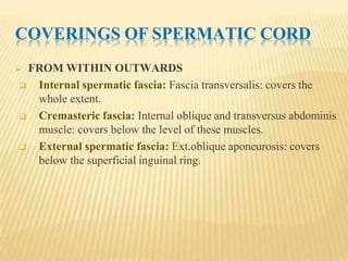 COVERINGS OF SPERMATIC CORD
 FROM WITHIN OUTWARDS
 Internal spermatic fascia: Fascia transversalis: covers the
whole extent.
 Cremasteric fascia: Internal oblique and transversus abdominis
muscle: covers below the level of these muscles.
 External spermatic fascia: Ext.oblique aponeurosis: covers
below the superficial inguinal ring.
 