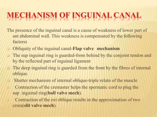 MECHANISM OF INGUINAL CANAL
The presence of the inguinal canal is a cause of weakness of lower part of
ant abdominal wall. This weakness is compensated by the following
factors:
 Obliquity of the inguinal canal-Flap valve mechanism
 The sup inguinal ring is guarded-from behind by the conjoint tendon and
by the reflected part of inguinal ligament
 The deep inguinal ring is guarded from the front by the fibres of internal
oblique.
 Shutter mechanism of internal oblique-triple relatn of the muscle
 Contraction of the cremaster helps the spermatic cord to plug the
sup inguinal ring(ball valve mech).
 Contraction of the ext oblique results in the approximation of two
crura(slit valve mech).
 