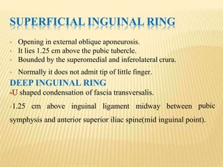 SUPERFICIAL INGUINAL RING
 Opening in external oblique aponeurosis.
 It lies 1.25 cm above the pubic tubercle.
 Bounded by the superomedial and inferolateral crura.
 Normally it does not admit tip of little finger.
DEEP INGUINAL RING
shaped condensation of fascia transversalis.
1.25 cm above inguinal ligament midway between pubic
symphysis and anterior superior iliac spine(mid inguinal point).
 