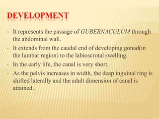 DEVELOPMENT
 It represents the passage of GUBERNACULUM through
the abdominal wall.
 It extends from the caudal end of developing gonad(in
the lumbar region) to the labioscrotal swelling.
 In the early life, the canal is very short.
 As the pelvis increases in width, the deep inguinal ring is
shifted laterally and the adult dimension of canal is
attained .
 