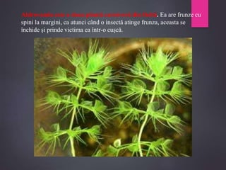 Aldrovanda este a doua plantă carnivoră din Deltă. Ea are frunze cu
spini la margini, ca atunci când o insectă atinge frunza, aceasta se
închide şi prinde victima ca într-o cuşcă.
 