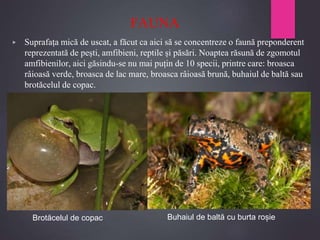 FAUNA
▶ Suprafața mică de uscat, a făcut ca aici să se concentreze o faună preponderent
reprezentată de pești, amfibieni, reptile și păsări. Noaptea răsună de zgomotul
amfibienilor, aici găsindu-se nu mai puțin de 10 specii, printre care: broasca
râioasă verde, broasca de lac mare, broasca râioasă brună, buhaiul de baltă sau
brotăcelul de copac.
Buhaiul de baltă cu burta roșie
Brotăcelul de copac
 