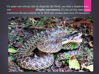 Un şarpe care este pe cale de dispariţie din Deltă, sau chiar a dispărut deja,
este balaurul doborgean (Elaphe sauromates). El este cel mai mare şarpe
constrictor din ţara noastră, iar în 2010 mai existau doar circa 10 exemplare.
 