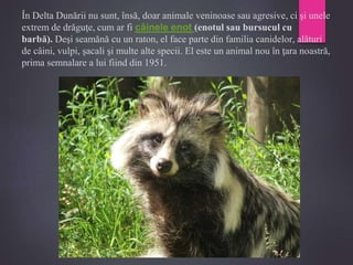 În Delta Dunării nu sunt, însă, doar animale veninoase sau agresive, ci şi unele
extrem de drăguţe, cum ar fi câinele enot (enotul sau bursucul cu
barbă). Deşi seamănă cu un raton, el face parte din familia canidelor, alături
de câini, vulpi, şacali şi multe alte specii. El este un animal nou în ţara noastră,
prima semnalare a lui fiind din 1951.
 