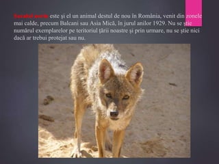 Şacalul auriu este şi el un animal destul de nou în România, venit din zonele
mai calde, precum Balcani sau Asia Mică, în jurul anilor 1929. Nu se ştie
numărul exemplarelor pe teritoriul ţării noastre şi prin urmare, nu se ştie nici
dacă ar trebui protejat sau nu.
 