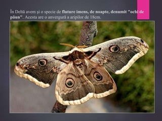 În Deltă avem şi o specie de fluture imens, de noapte, denumit "ochi de
păun". Acesta are o anvergură a aripilor de 18cm.
 