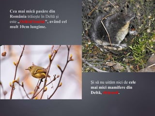 Cea mai mică pasăre din
România trăieşte în Deltă şi
este „Ochiul boului", având cel
mult 10cm lungime.
Şi să nu uităm nici de cele
mai mici mamifere din
Deltă, chiţcanii.
 