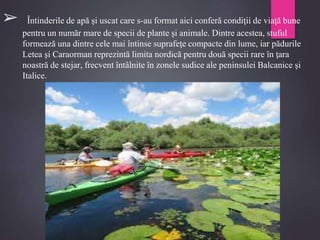 ➢ Întinderile de apă şi uscat care s-au format aici conferă condiţii de viaţă bune
pentru un număr mare de specii de plante şi animale. Dintre acestea, stuful
formează una dintre cele mai întinse suprafeţe compacte din lume, iar pădurile
Letea şi Caraorman reprezintă limita nordică pentru două specii rare în ţara
noastră de stejar, frecvent întâlnite în zonele sudice ale peninsulei Balcanice şi
Italice.
 