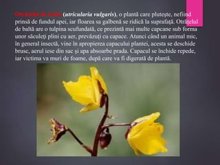 Otrăţelul de baltă (utricularia vulgaris), o plantă care pluteşte, nefiind
prinsă de fundul apei, iar floarea sa galbenă se ridică la suprafaţă. Otrăţelul
de baltă are o tulpina scufundată, ce prezintă mai multe capcane sub forma
unor săculeţi plini cu aer, prevăzuţi cu capace. Atunci când un animal mic,
în general insectă, vine în apropierea capacului plantei, acesta se deschide
brusc, aerul iese din sac şi apa absoarbe prada. Capacul se închide repede,
iar victima va muri de foame, după care va fi digerată de plantă.
 