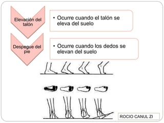 Elevación del
talón
• Ocurre cuando el talón se
eleva del suelo
Despegue del
pie
• Ocurre cuando los dedos se
elevan del suelo
ROCIO CANUL ZI
 