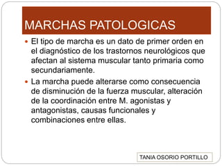 MARCHAS PATOLOGICAS
 El tipo de marcha es un dato de primer orden en
el diagnóstico de los trastornos neurológicos que
afectan al sistema muscular tanto primaria como
secundariamente.
 La marcha puede alterarse como consecuencia
de disminución de la fuerza muscular, alteración
de la coordinación entre M. agonistas y
antagonistas, causas funcionales y
combinaciones entre ellas.
TANIA OSORIO PORTILLO
 
