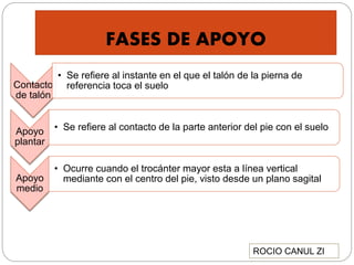 FASES DE APOYO
Contacto
de talón
• Se refiere al instante en el que el talón de la pierna de
referencia toca el suelo
Apoyo
plantar
• Se refiere al contacto de la parte anterior del pie con el suelo
Apoyo
medio
• Ocurre cuando el trocánter mayor esta a línea vertical
mediante con el centro del pie, visto desde un plano sagital
ROCIO CANUL ZI
 