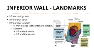 Inframmary Ridge Location Comprehensive Overview of Orbital Anatomy and Clinical Implications | PPTX