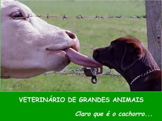 VETERINÁRIO DE GRANDES ANIMAIS
Claro que é o cachorro...
 