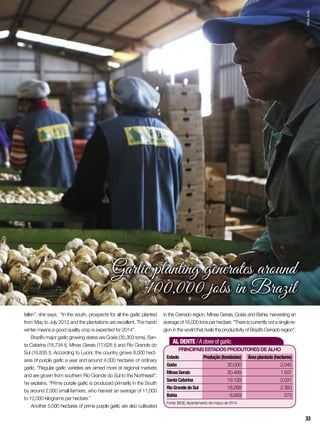 AL DENTE /A clove of garlic
Principaisestadosprodutoresdealho
Estado	 Produção(toneladas)	 Áreaplantada(hectares)
Goiás	 30.000	2.045
MinasGerais	20.469	 1.507
SantaCatarina	19.129	 2.031
RioGrandedoSul	 18.268	2.383
Bahia	 6.959	573
Fonte: IBGE, levantamento de março de 2014.
Garlic planting generates around
100,000 jobs in Brazil
fallen”, she says. “In the south, prospects for all the garlic planted
from May to July 2013 and the plantations are excellent. The harsh
winter means a good quality crop is expected for 2014”.
Brazil’s major garlic growing states are Goiás (35,303 tons), San-
ta Catarina (18,734 t), Minas Gerais (17,628 t) and Rio Grande do
Sul (16,835 t). According to Lucini, the country grows 8,000 hect-
ares of purple garlic a year and around 4,000 hectares of ordinary
garlic. “Regular garlic varieties are aimed more at regional markets
and are grown from southern Rio Grande do Sul to the Northeast”,
he explains. “Prime purple garlic is produced primarily in the South
by around 2,000 small farmers, who harvest an average of 11,000
to 12,000 kilograms per hectare.”
Another 5,000 hectares of prime purple garlic are also cultivated
in the Cerrado region, Minas Gerais, Goiás and Bahia, harvesting an
averageof16,000tonsperhectare.“Thereiscurrentlynotasinglere-
gion in the world that rivals the productivity of Brazil’s Cerrado region”.
SílvioÁvila
33
 