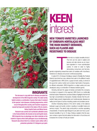 IMIGRANTE
The decrease in crop yield due to disease prompted the
development of the BRS Imigrante variety.The salad variety
hybrid contains a combination of genes that make it resistant
to the species’ main diseases,including begomovirus,which
occurs throughout the country,and Fusarium oxysporum,
caused by fungi and recorded in the states of Rio de Janeiro,
Bahia,Espírito Santo and Minas Gerais.
Research was carried out in protected cultivation areas
in the Federal District,Rio Grande do Sul and Espírito Santo.
BRS Imigrante has an advantage over other materials on the
market in regions where both pathogens occur simultaneously.
Research also shows that it is a medium-cycle cultivar with a
production potential of 12 kilograms per plant.
Keen
interest
New tomato varieties launched
by Embrapa Hortaliças meet
the main market demands,
such as flavor and
resistance to disease
T
he tomato is a highly versatile product.
The fruit can be used in salads and
sauces and also serves as an impor-
tant ingredient in more sophisticated
cuisine. In order to cater to highly
demanding consumers and farmers,
genetic engineering researchers seek out varieties with more flavor,
resistance to disease and proven nutritional properties.
In early 2014, Embrapa Hortaliças, based in Brasília (the Federal
District), launched two new cultivars that cater to the different needs
of vegetable lovers. BRS Zamir, a grape tomato variety, is aimed at
the gourmet cuisine market and contains high levels of lycopene,
an efficient antioxidant. BRS Imigrante is a salad variety and was
developed using a combination of disease resistant genes.
Growing demand for grape tomatoes prompted the company
to embark on research in the segment. BRS Zamir is a nutritionally
enriched hybrid. Researcher Leonardo Boiteux highlights that the fruit
has high concentrations of lycopene. Studies indicate that the anti-
oxidant helps prevent degenerative and cardiovascular diseases as
well as some types of cancer, including ovarian and prostate cancer.
Another interesting feature of the Zamir variety is the balance
between sugar and acidic content, resulting in excellent taste and
sensory impact. The plant’s high productivity is another appealing
characteristic. It reaches eight kilograms per plant and has a post-
harvest durability of up to 15 days. Boiteux explains that the spe-
cies contains a gene that stimulates the bifurcation of bunches and
increases the number of fruits per cluster.
Divulgação
65
 